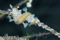 Tritonicula hamnerorum